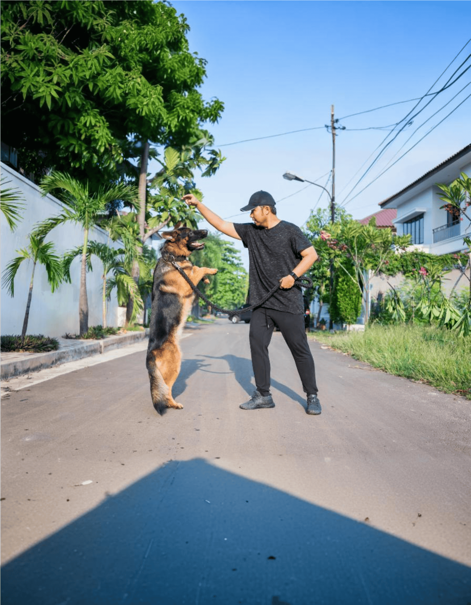 Dog training, obedience, leash work, outdoor dog training, pet obedience.