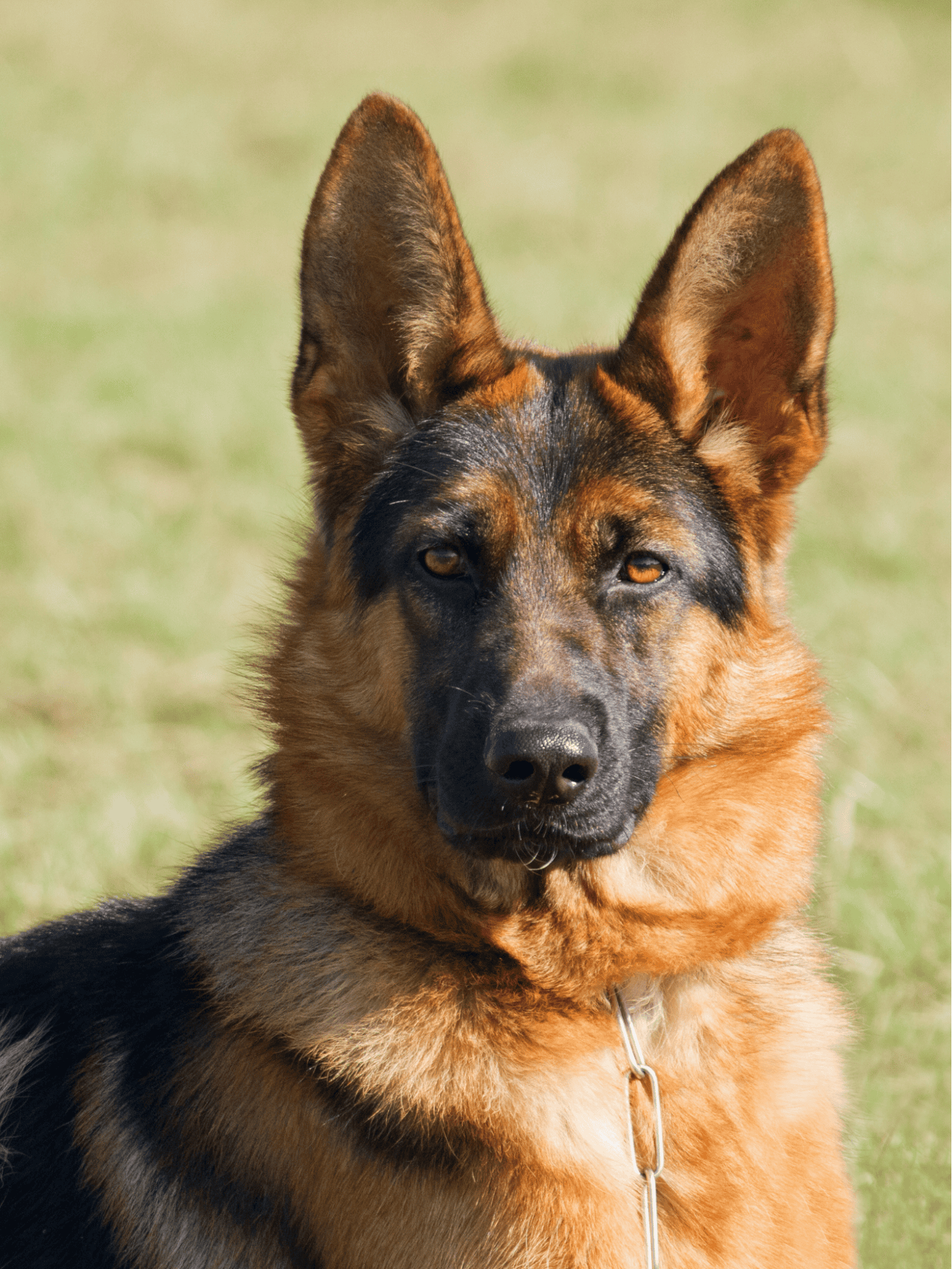 Loyal German Shepherd dog with alert ears and expressive eyes, perfect for active families.