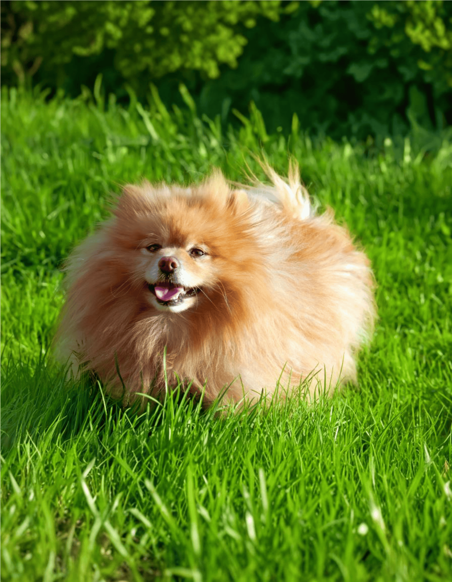 German Spitz overview