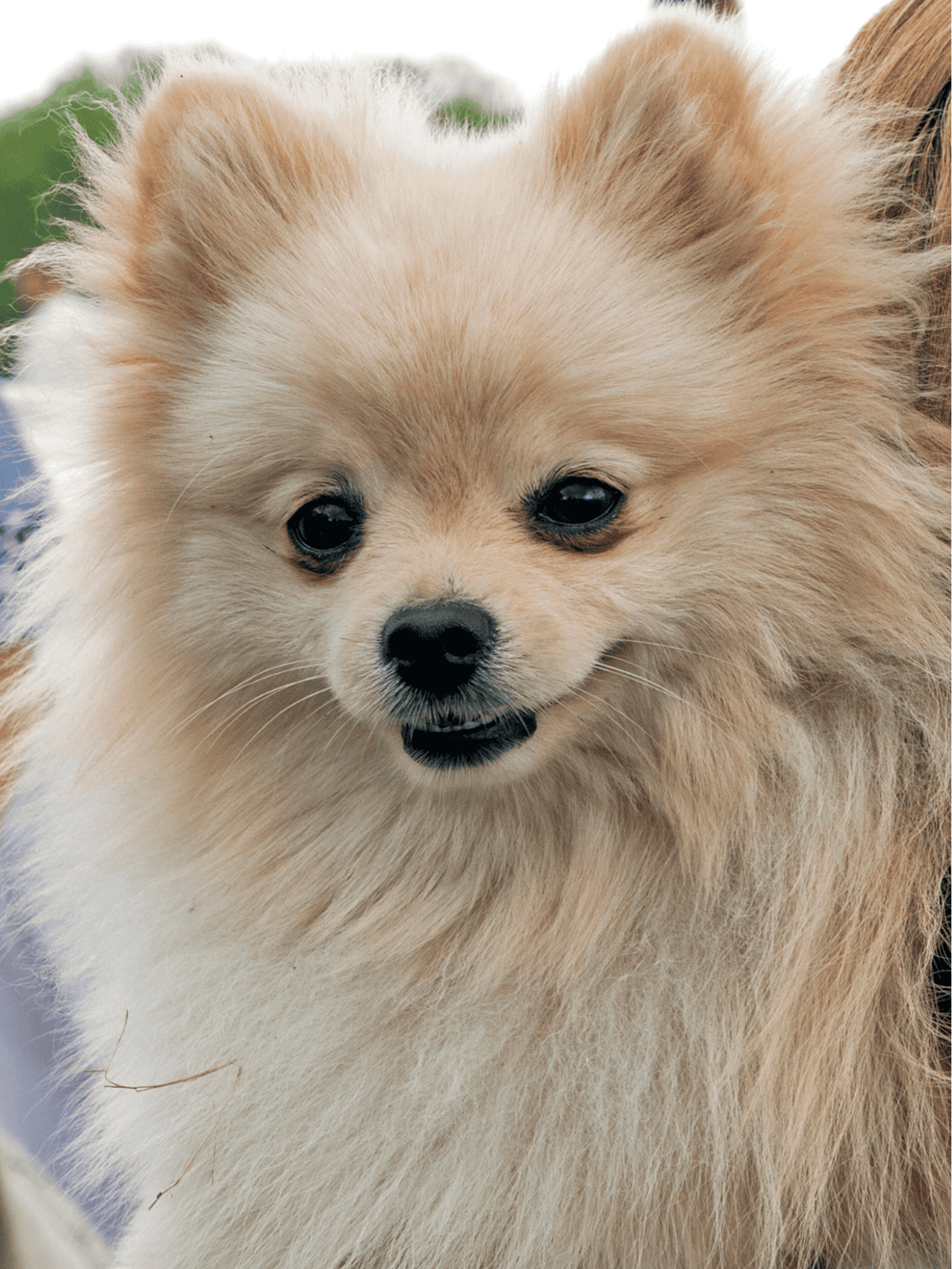 German Spitz characteristics