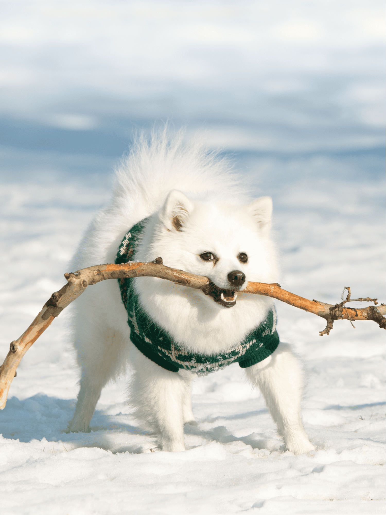 Adorable white fluffy dog playing with a stick in snow, perfect for pet lovers.