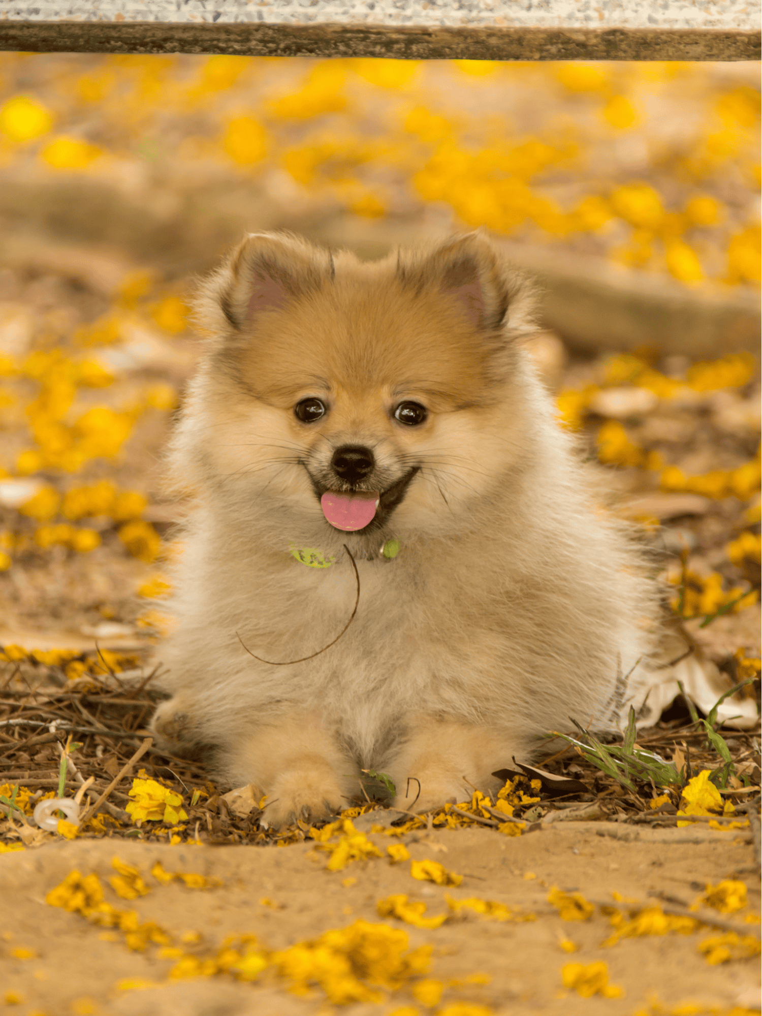 Cute fluffy Pomeranian puppy with smiling face, sitting in yellow flower petals, outdoor setting.