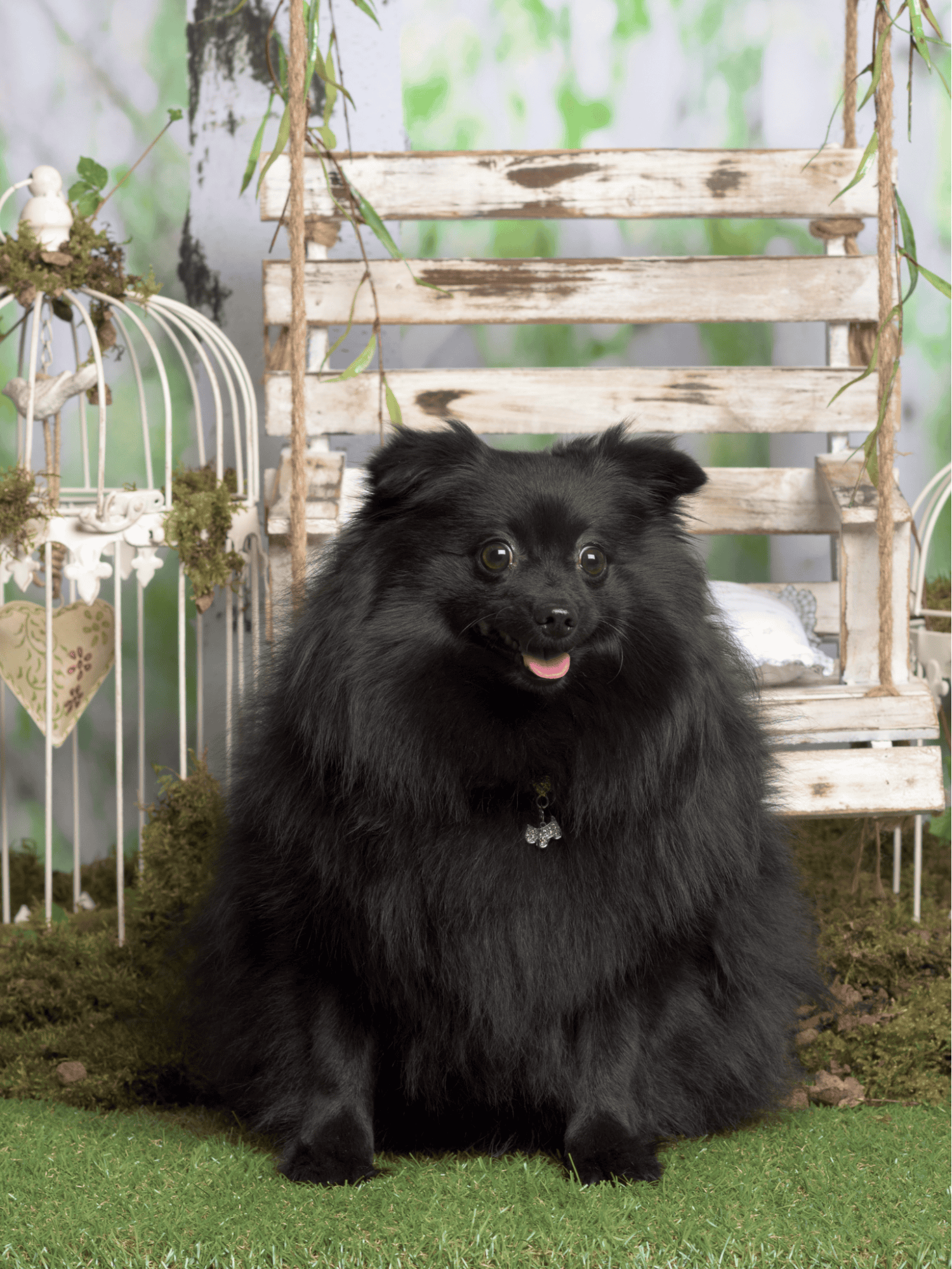 German Spitz photo 2
