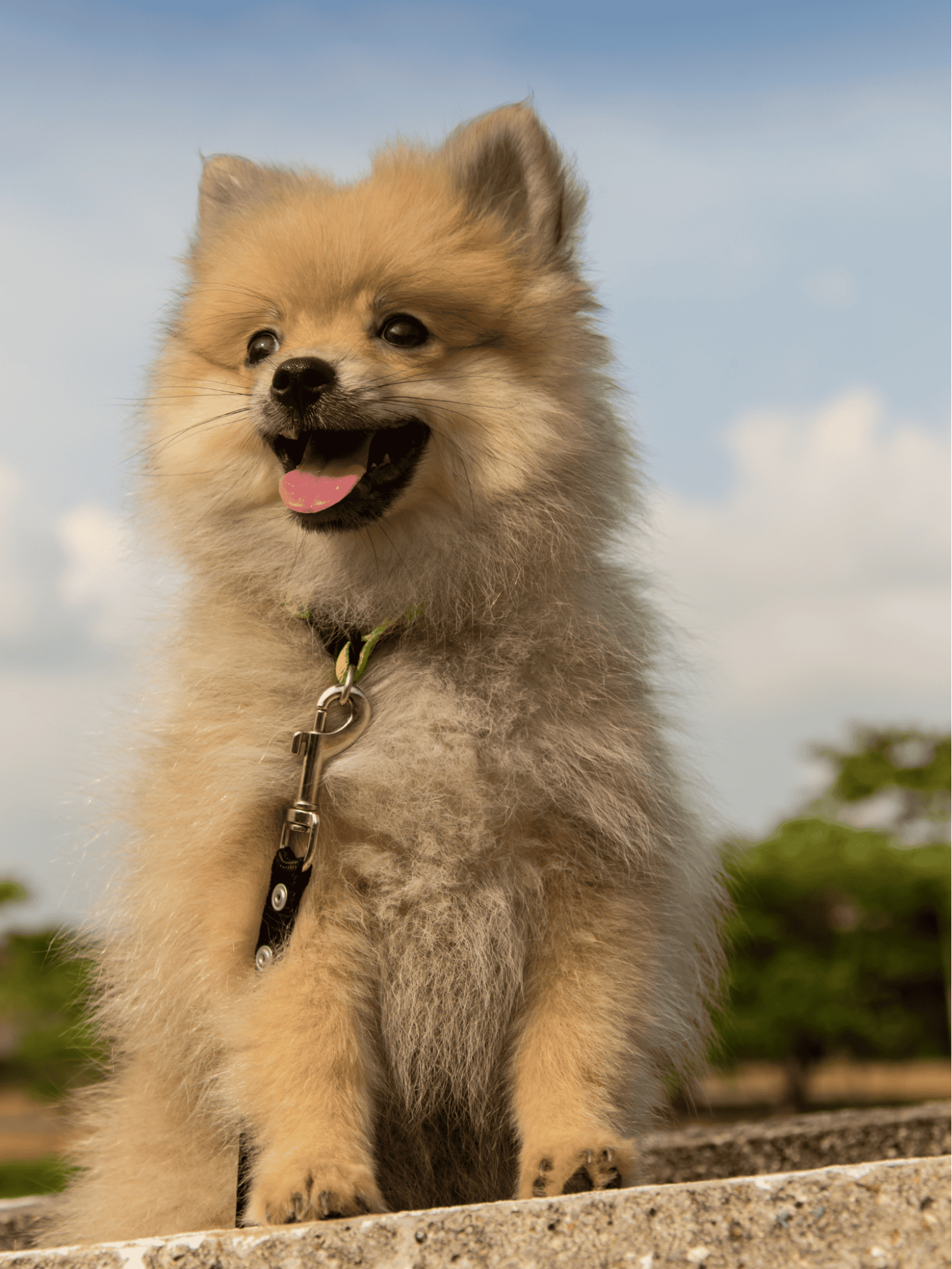 German Spitz photo 3