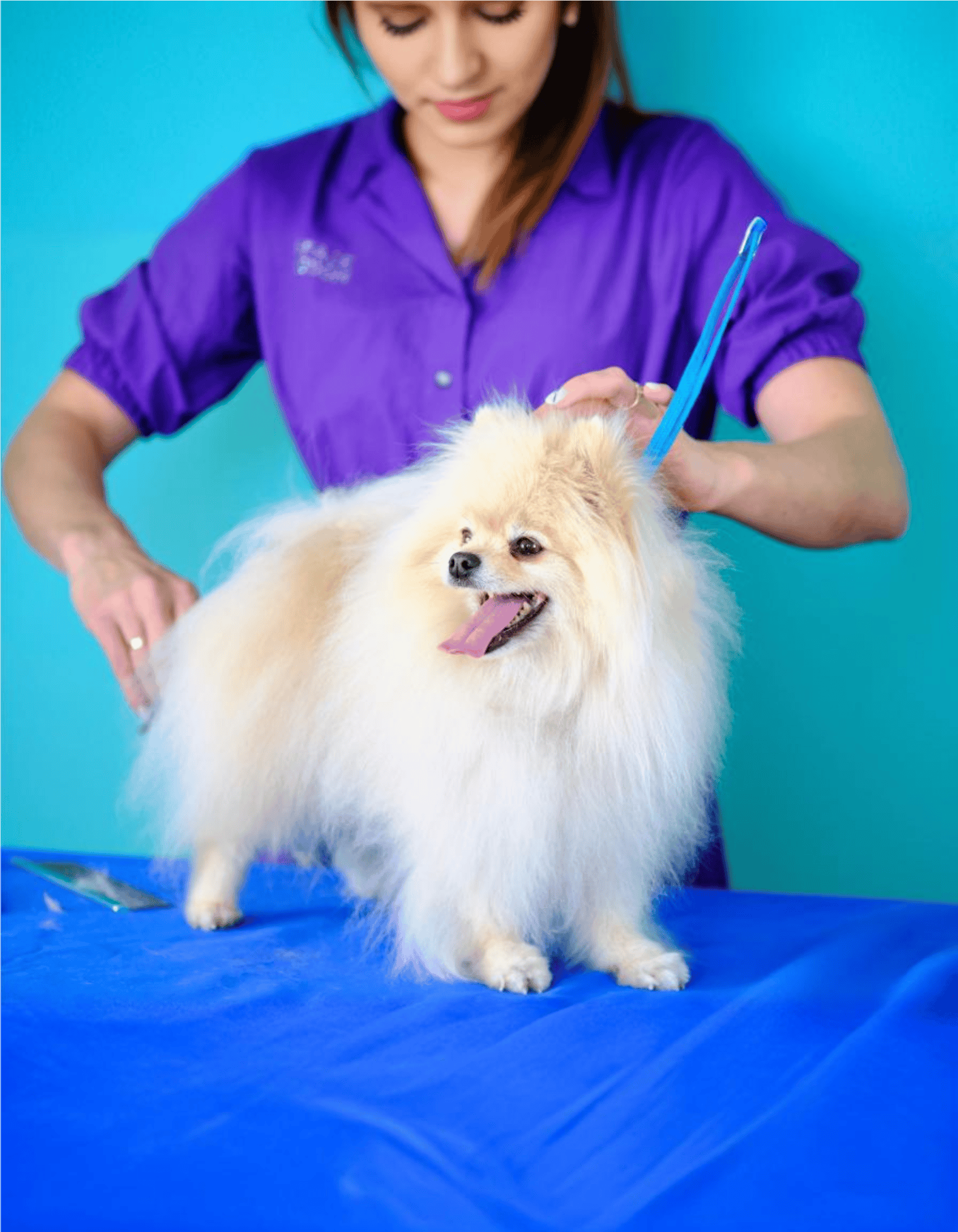 Pet grooming, dog trimming, Pomeranian grooming, professional dog grooming, pet care.