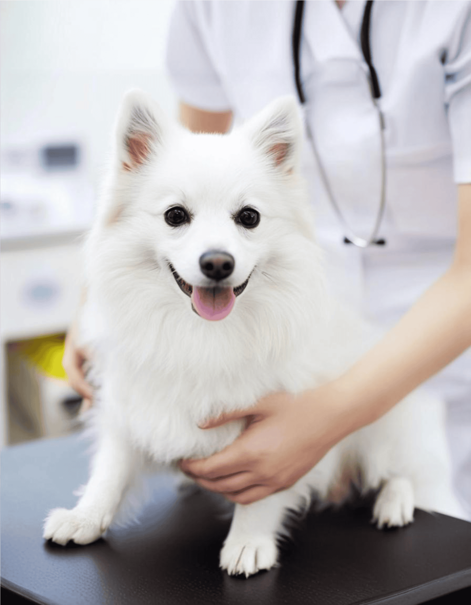 German Spitz health