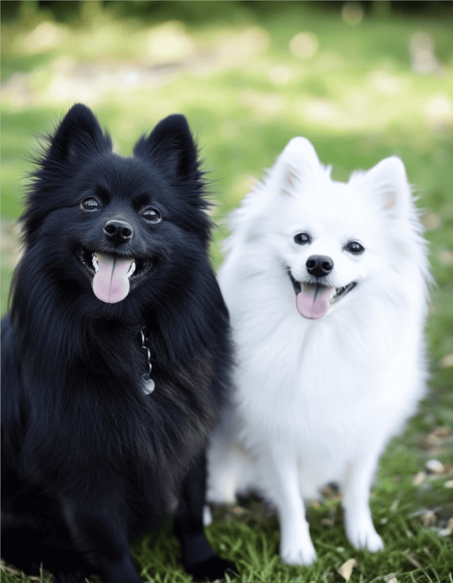 Adorable black and white Pomeranians smiling in a lush green park.
