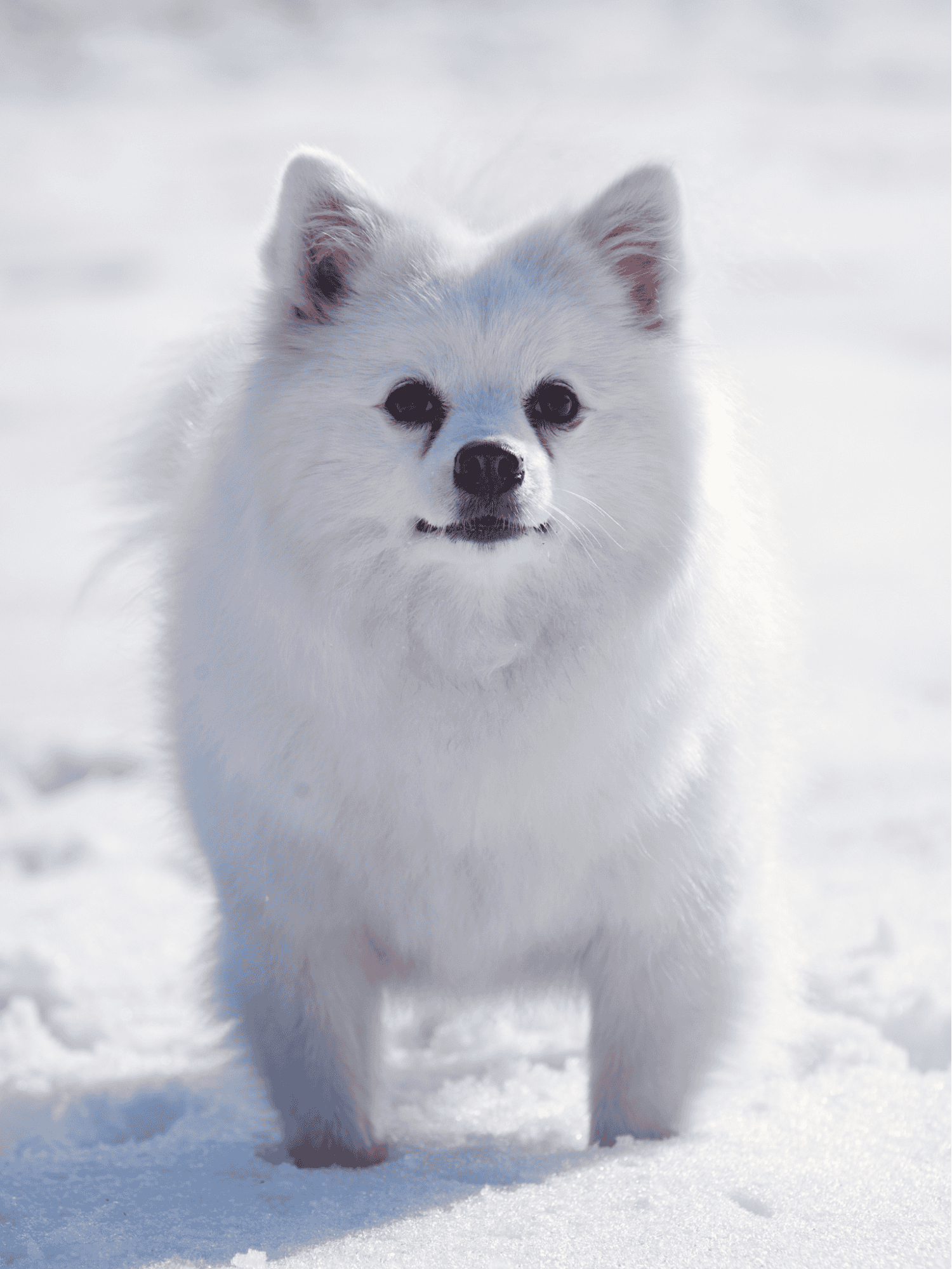 Adorable fluffy white dog playing in snow outdoors.