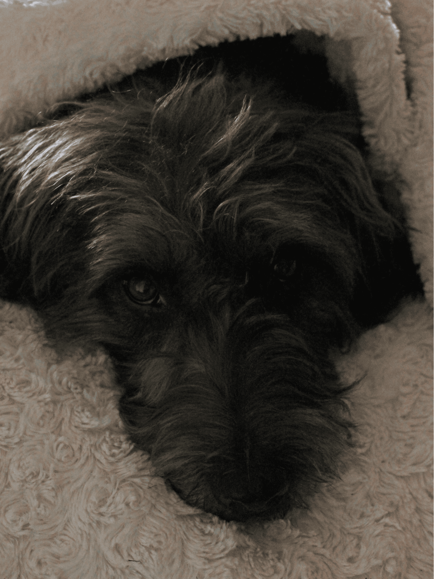 Glen of Imaal Terrier overview