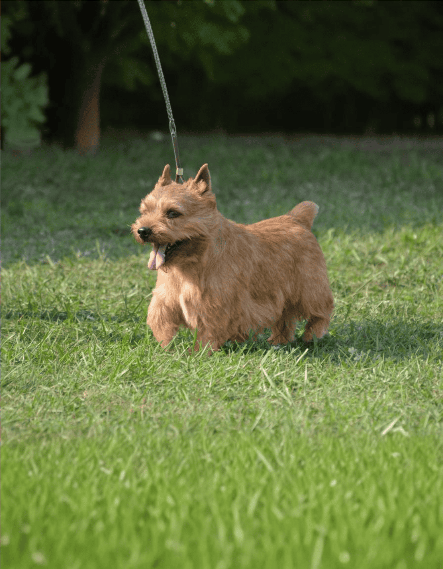 Cute small dog playing outdoors, enjoying walk on green grass.