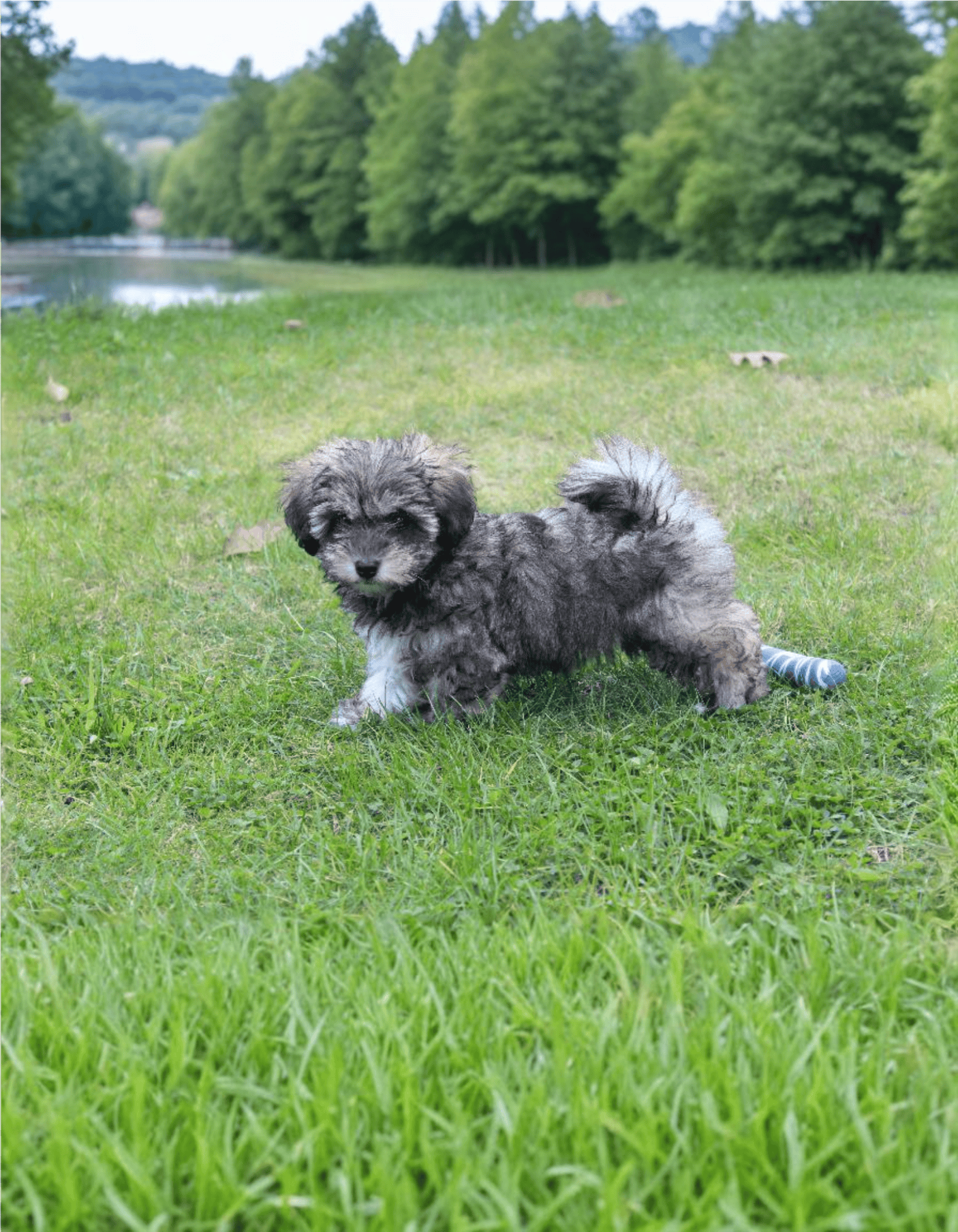 Glen of Imaal Terrier photo 2