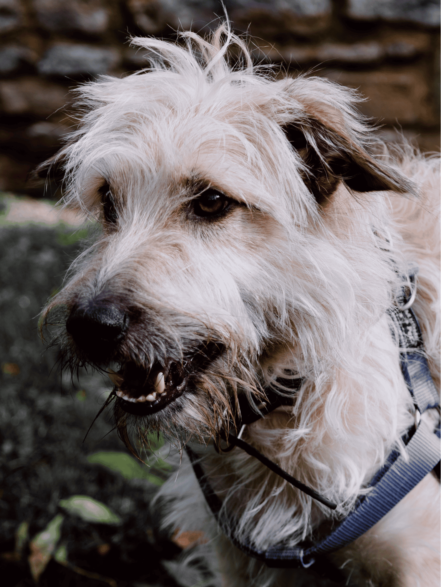 Glen of Imaal Terrier photo 1