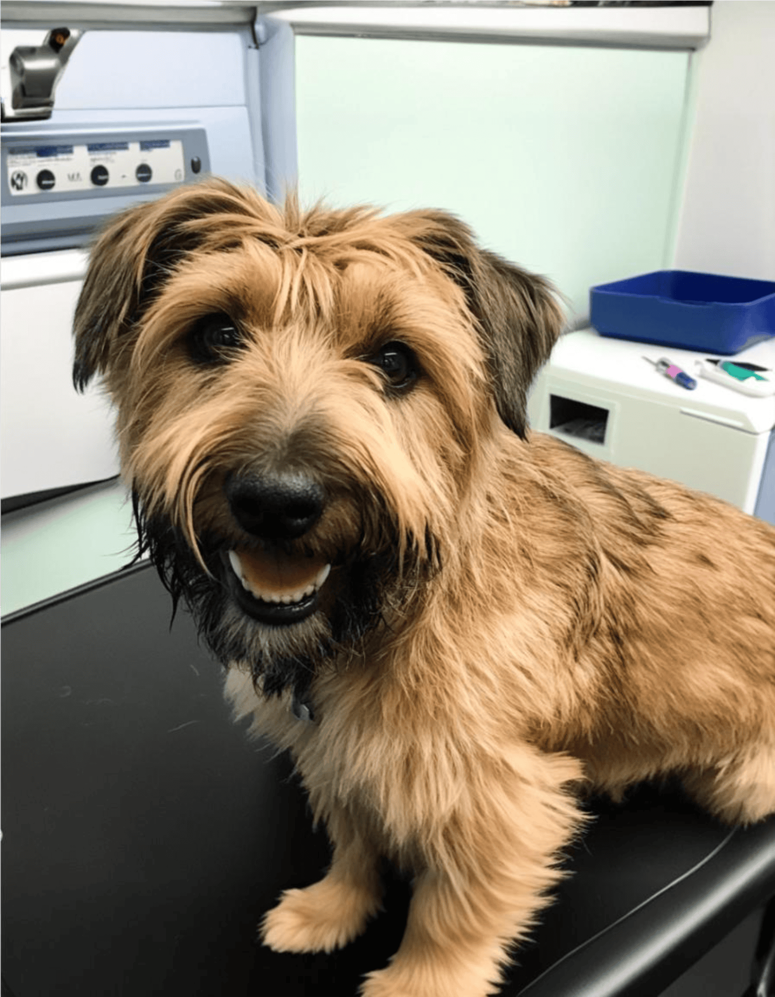 Glen of Imaal Terrier health