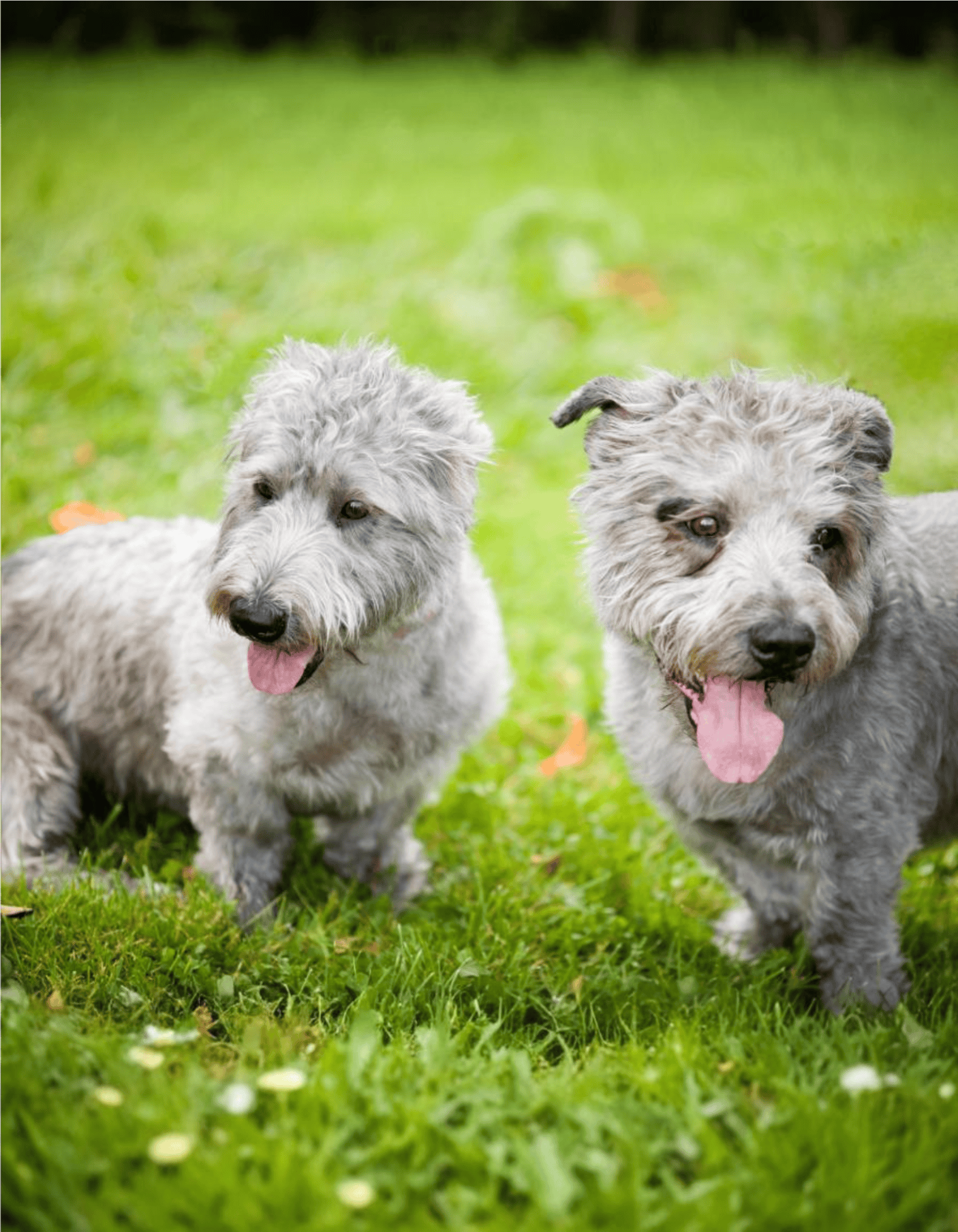 Adorable puppies enjoying outdoor playtime, highlighting companionship and dog accessories.