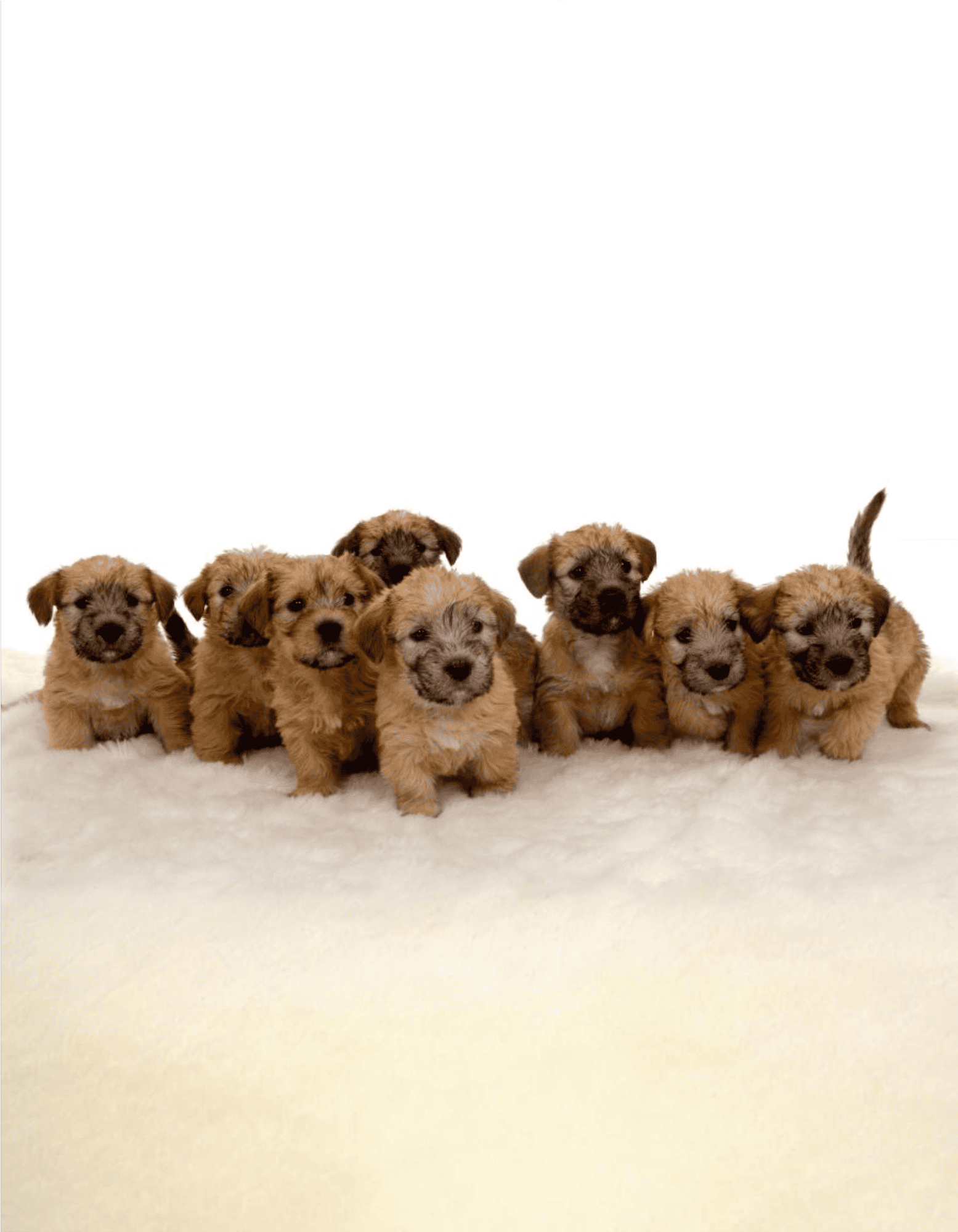 Cute puppies sitting on soft white surface, ideal for dog training and pet care with Dogfix.