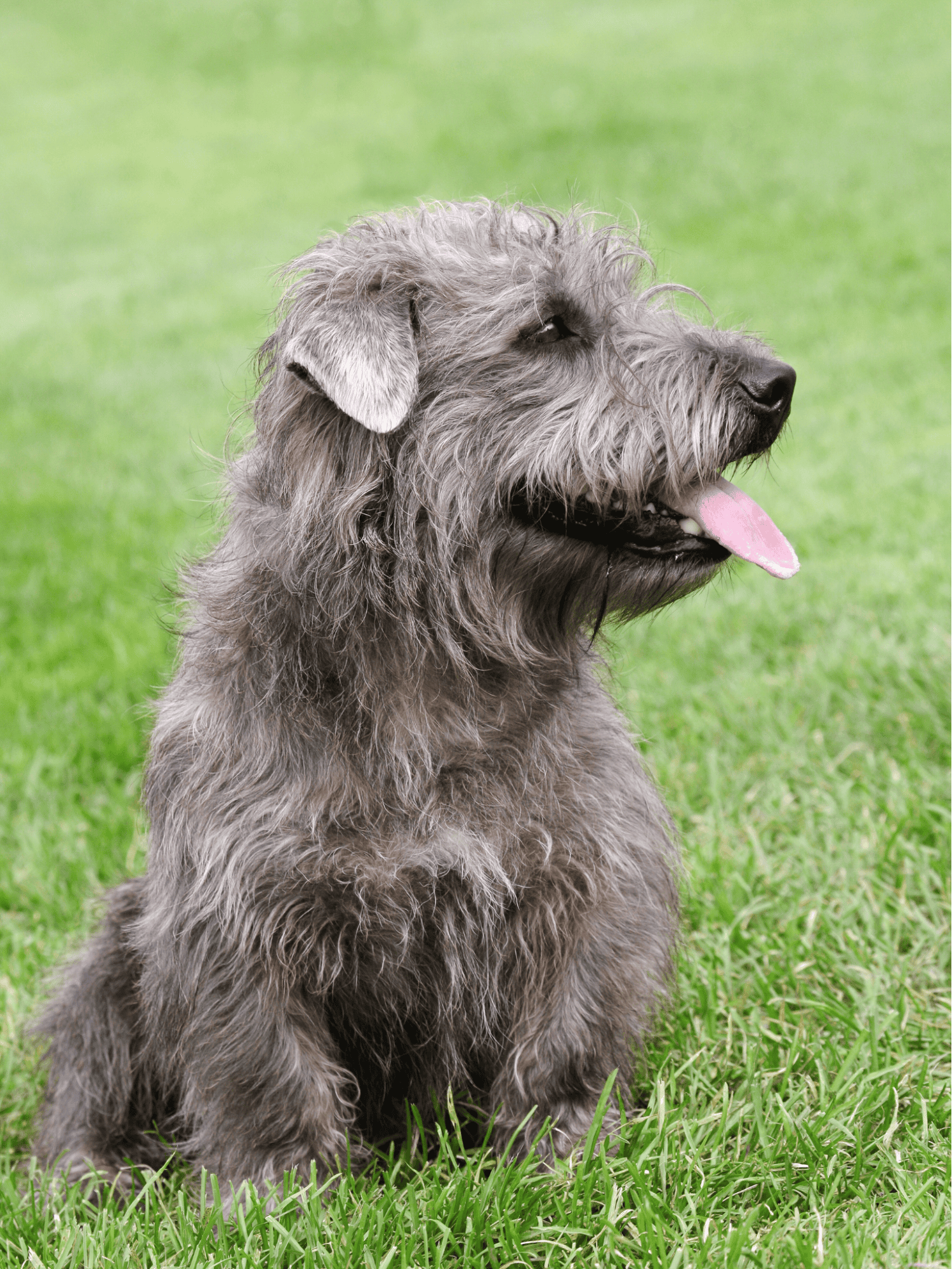Friendly Irish Wolfhound sitting proudly outdoors.