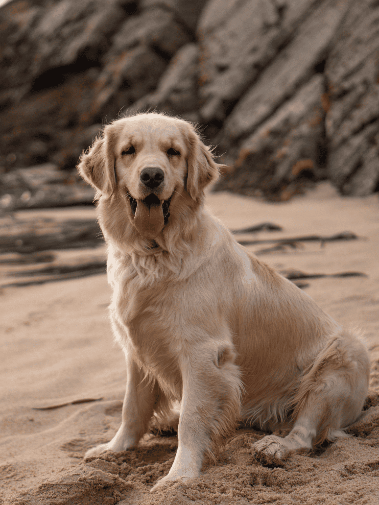 Golden Retriever overview