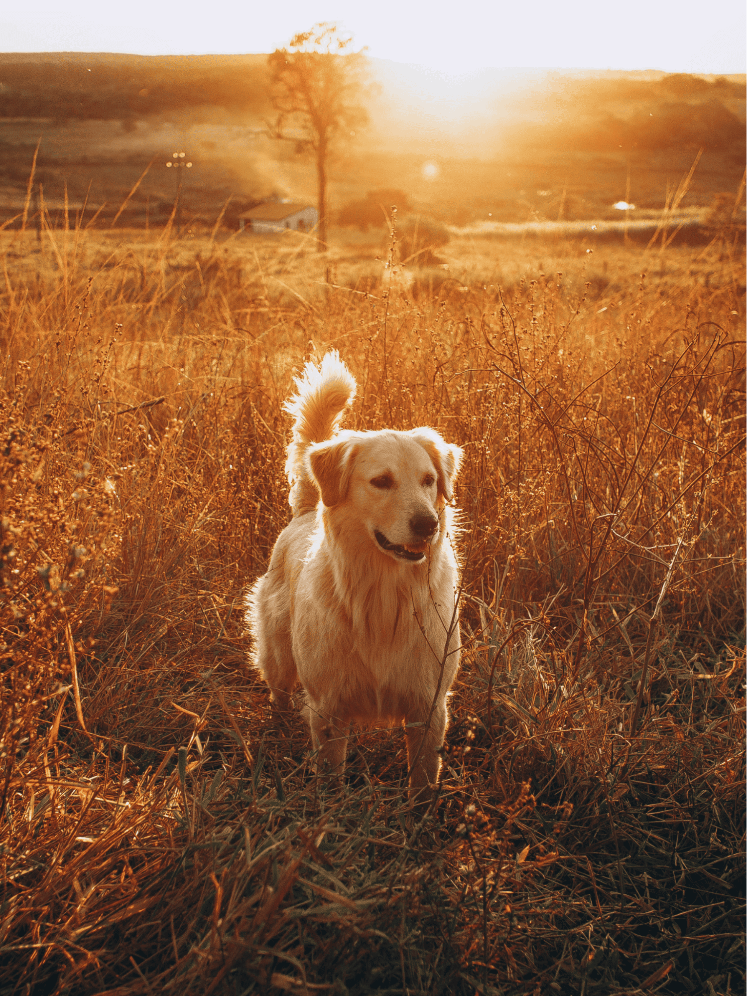 Golden Retriever characteristics