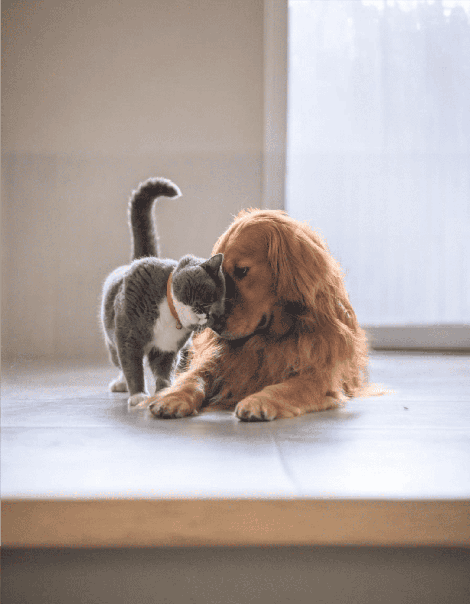 Cute dog and cat bonding at home dog and cat friendship moments.