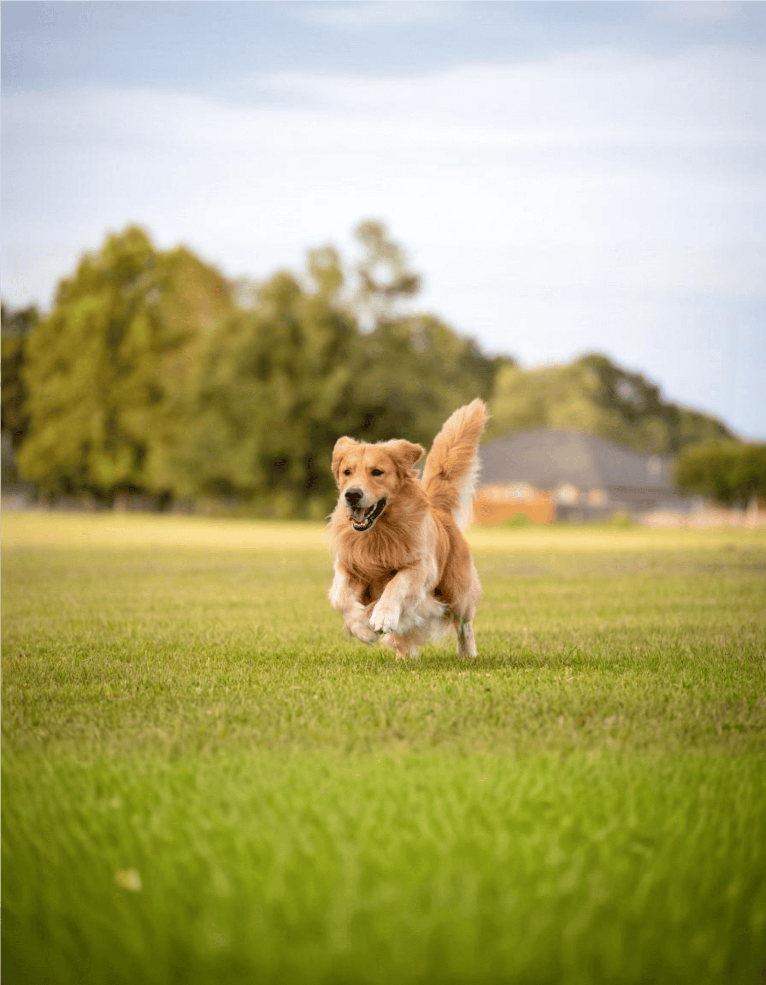 Happy golden retriever running outdoors on grass.