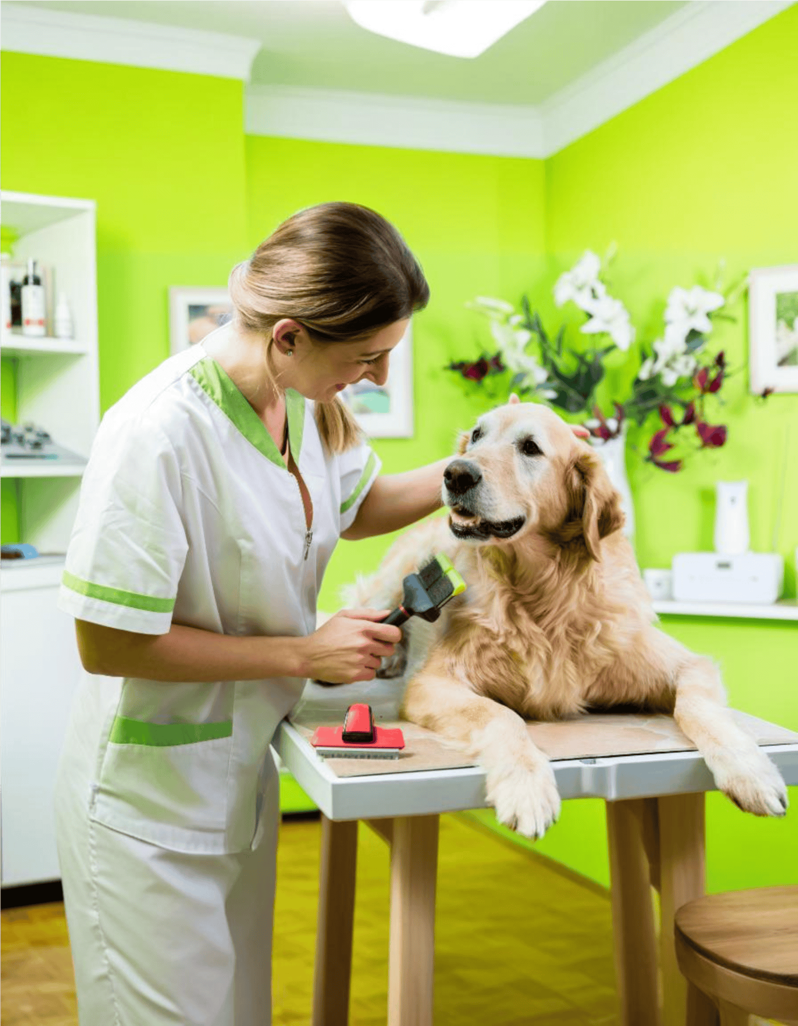 Golden Retriever Grooming