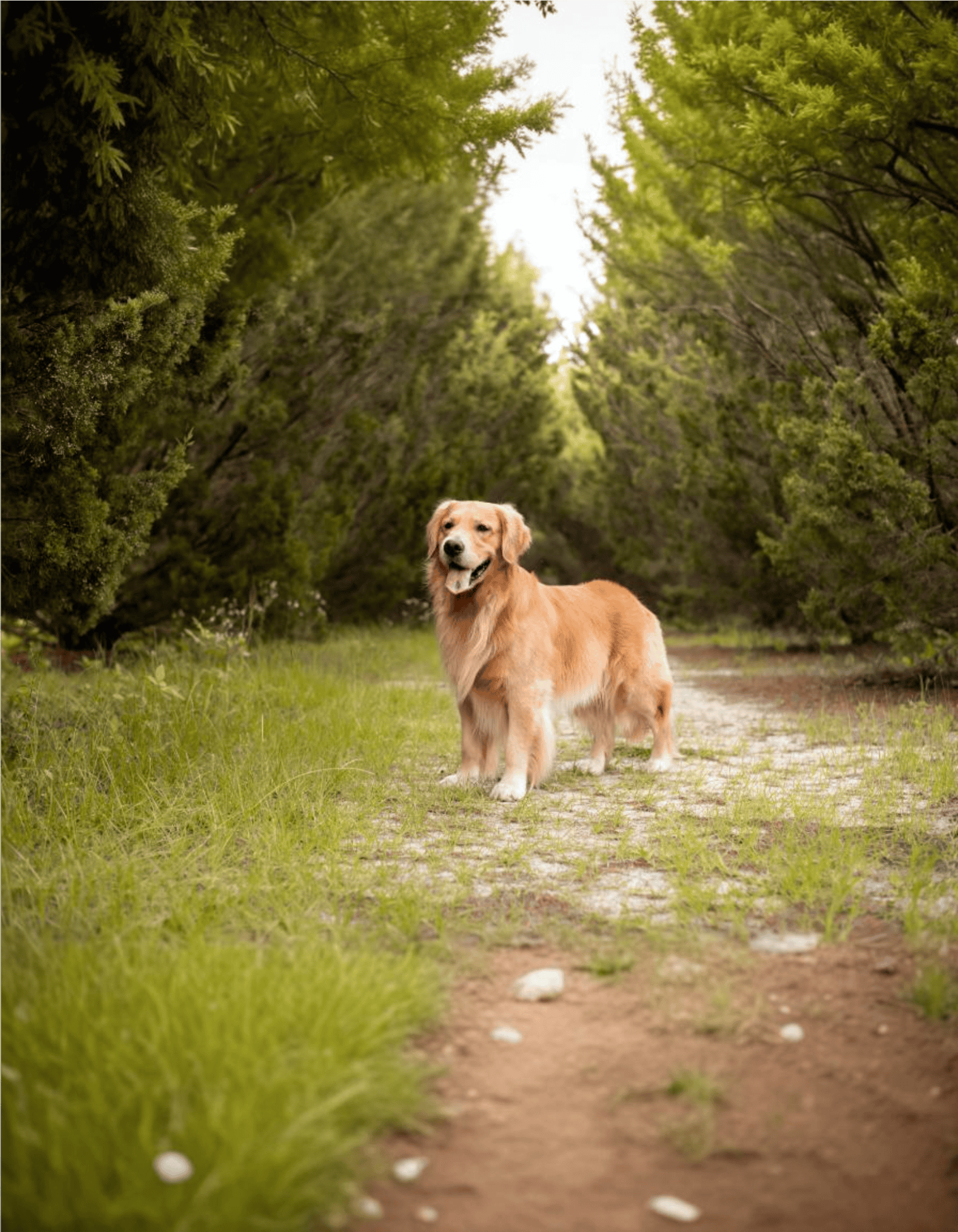 Golden Retriever health