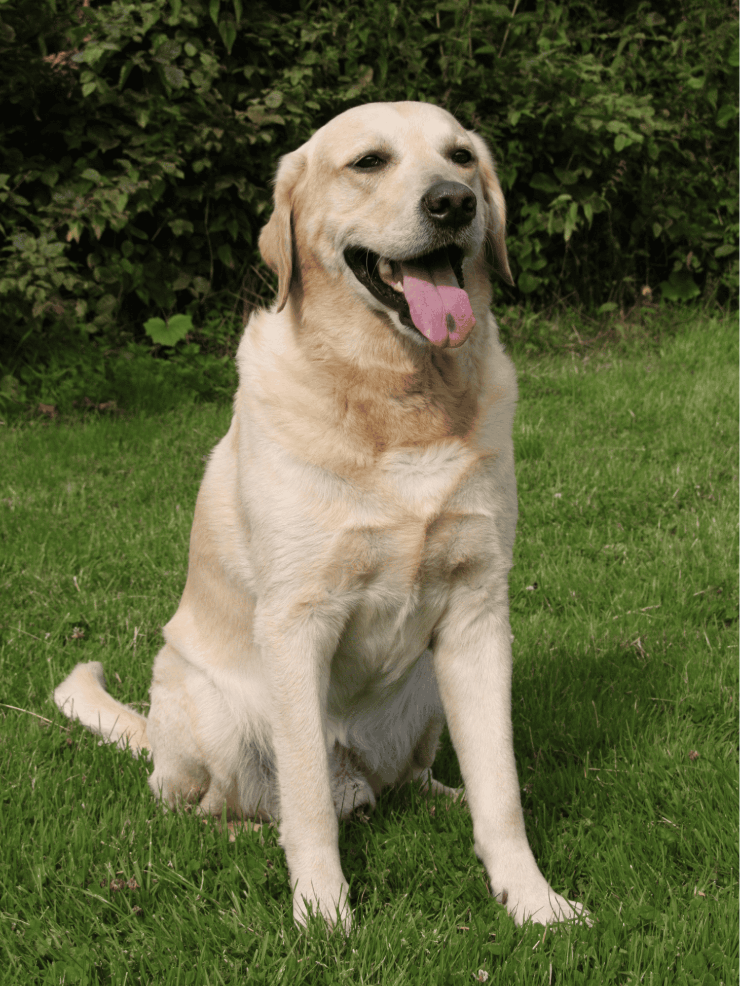 Labrador Retriever overview