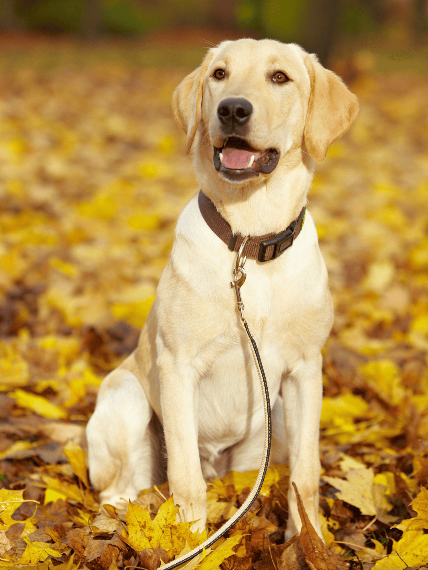 Labrador Retriever characteristics