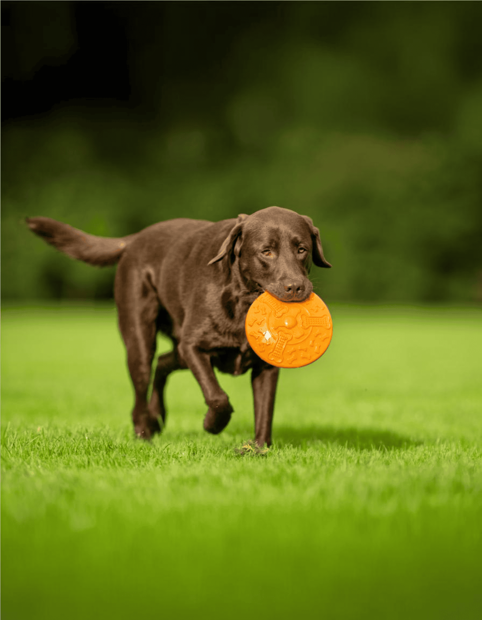 Labrador Retriever Exercise
