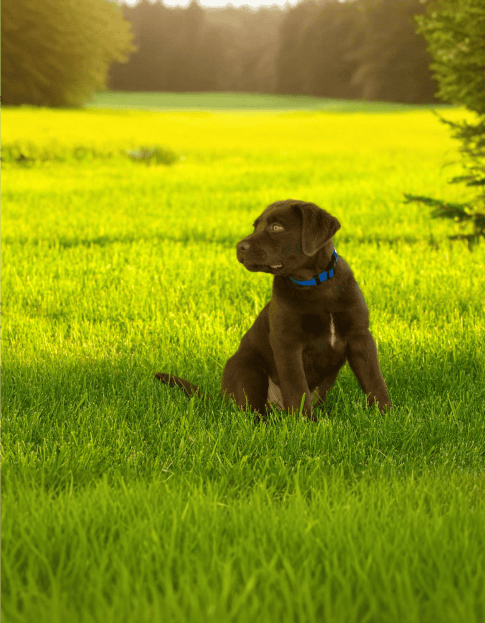 Labrador Retriever photo 2