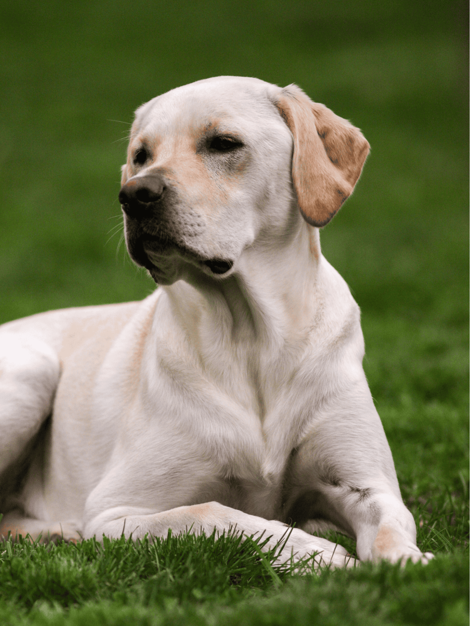 Labrador Retriever photo 1