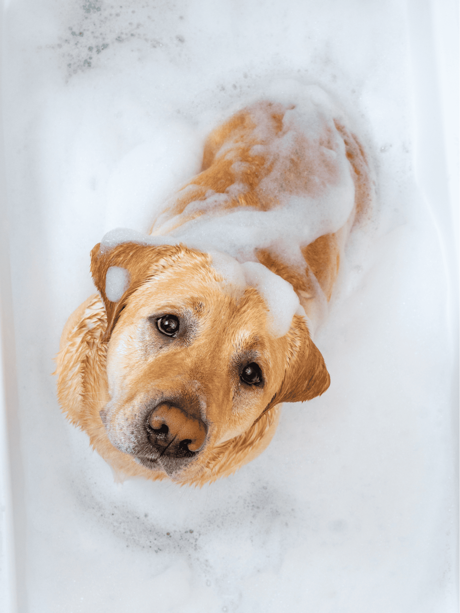 Dog in bath with foam and bubbles, happy grooming session.