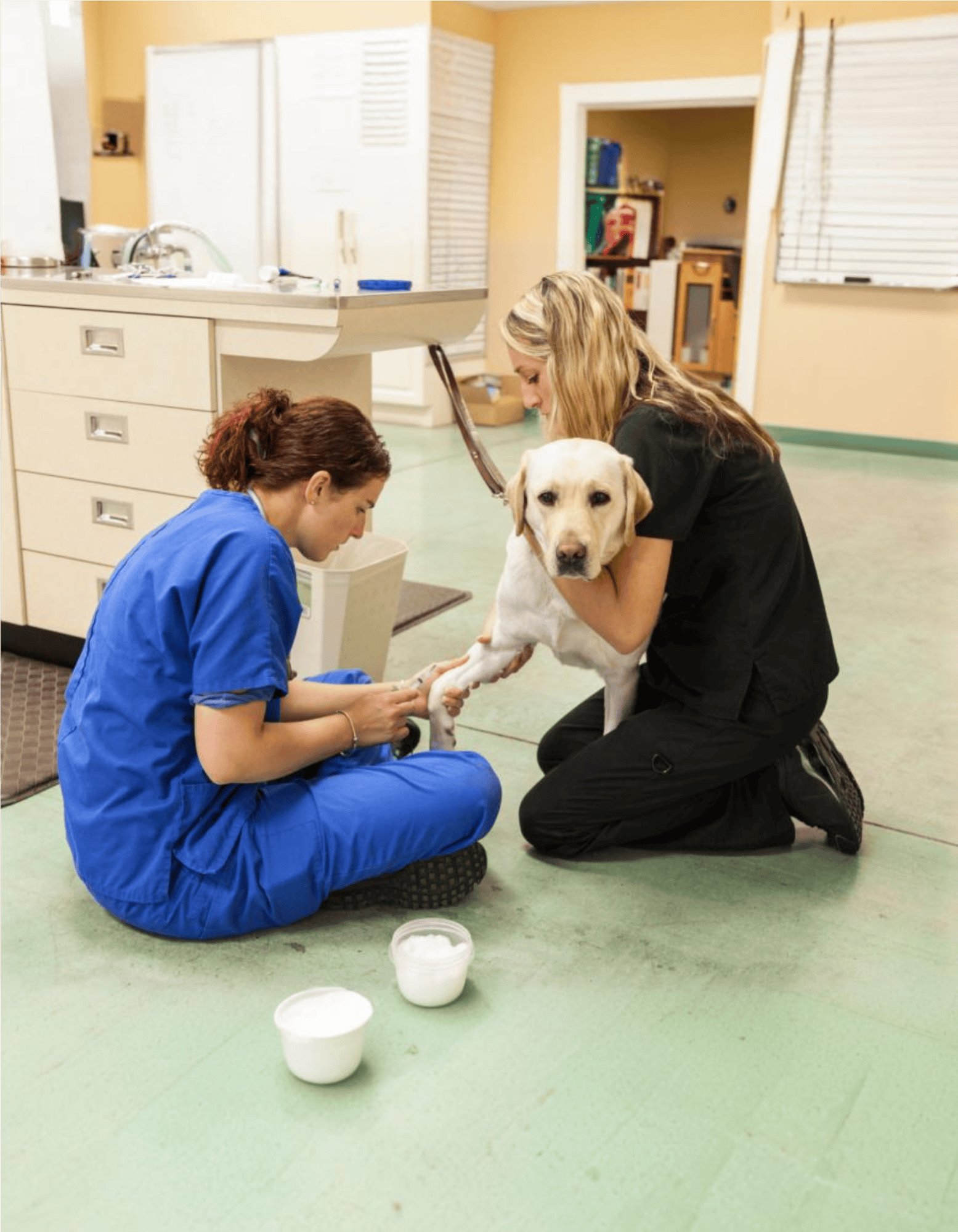 Labrador Retriever health