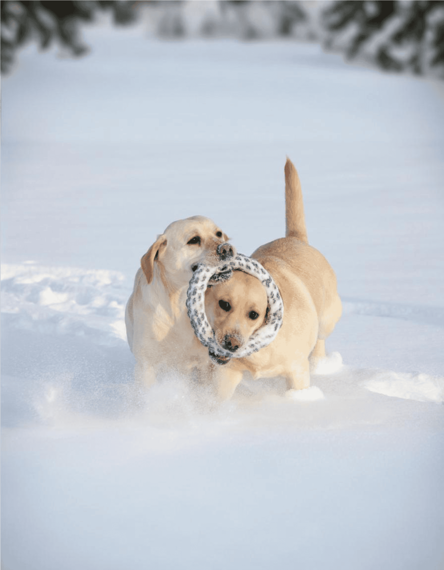Adorable dogs playing with a ring toy in the snow, showcasing fun outdoor winter activity.