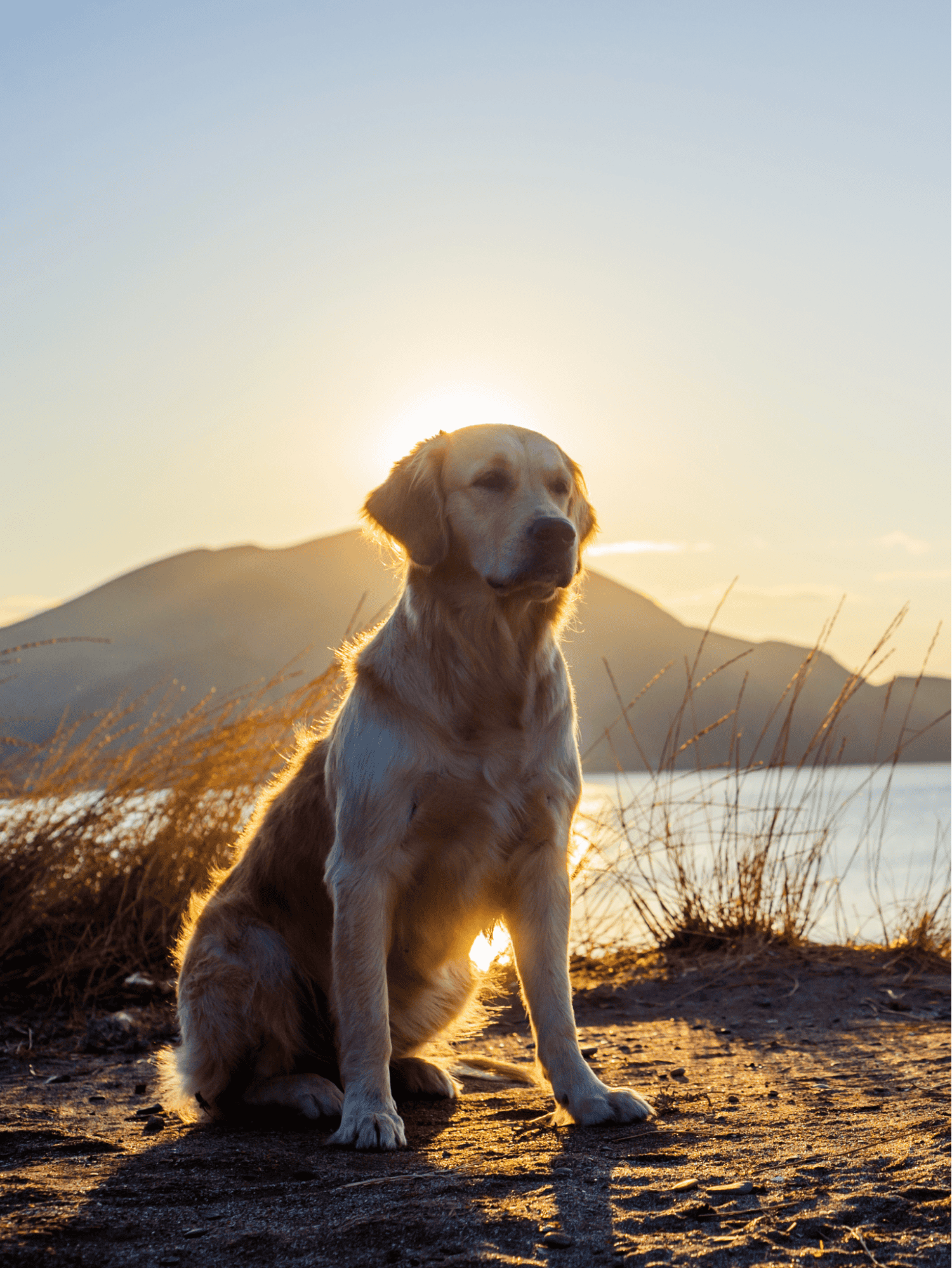 Beautiful golden retriever dog enjoying sunset outdoors, scenic nature background.
