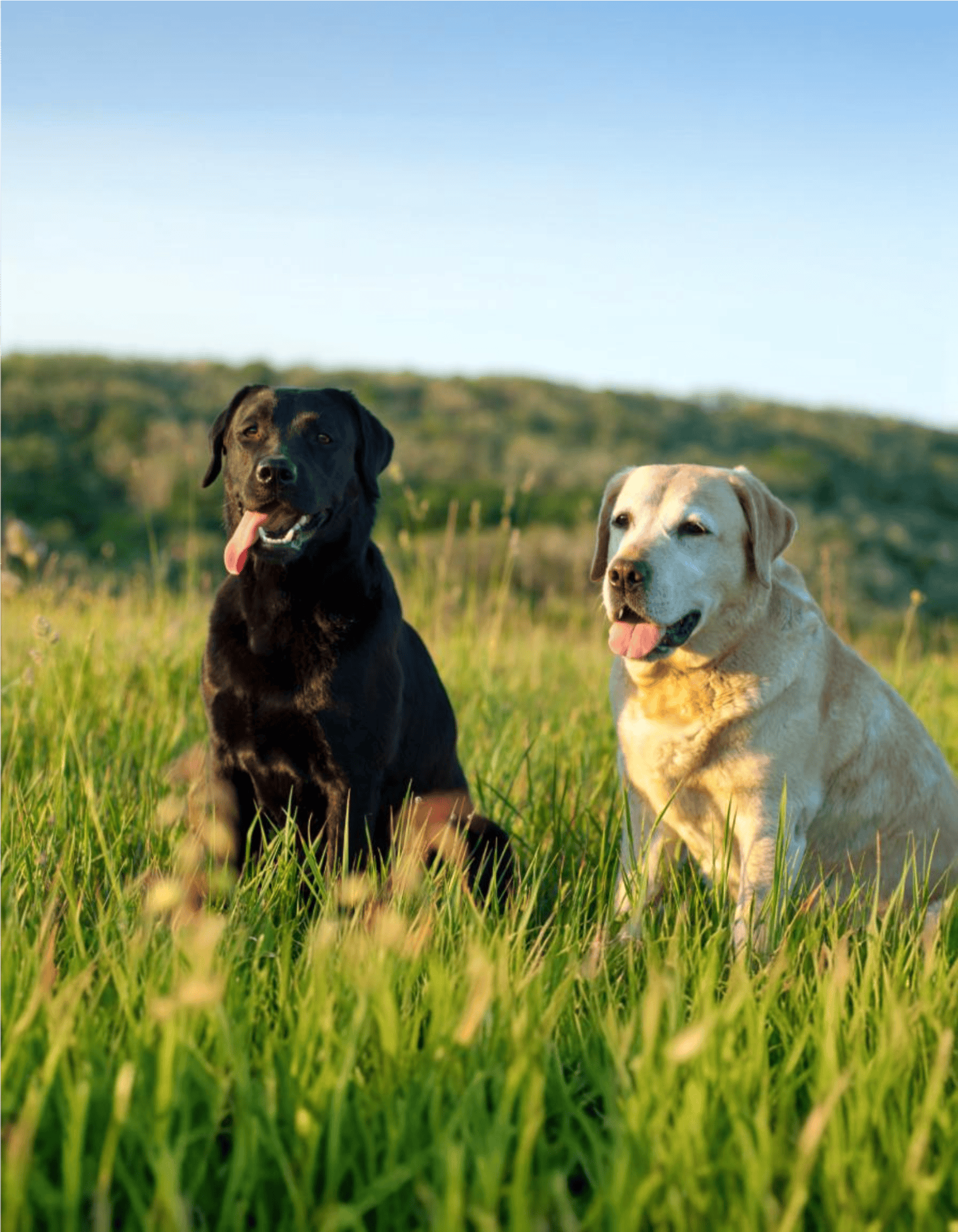 Labradors Top the Popularity Charts in the U.S.
