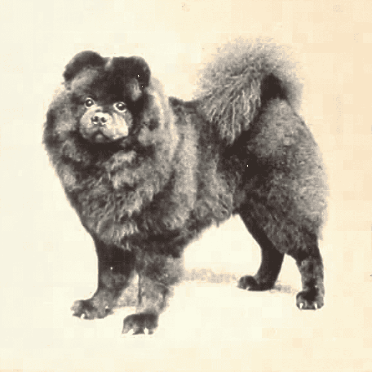 One Emperor May Have Kept Thousands of Chows