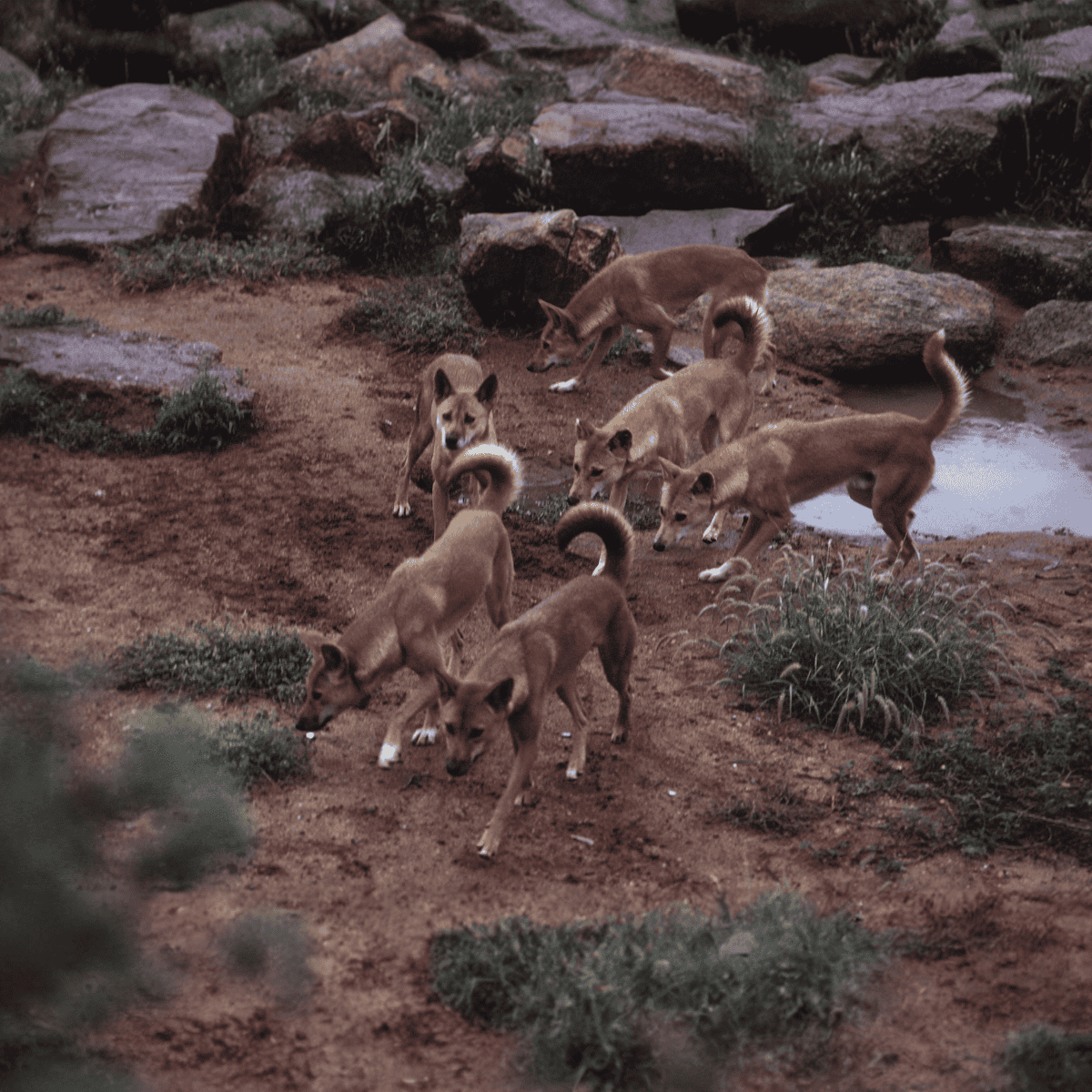 Adorable puppies playing in natural terrain with rocks and water puddles, showcasing their curiosity and energy.