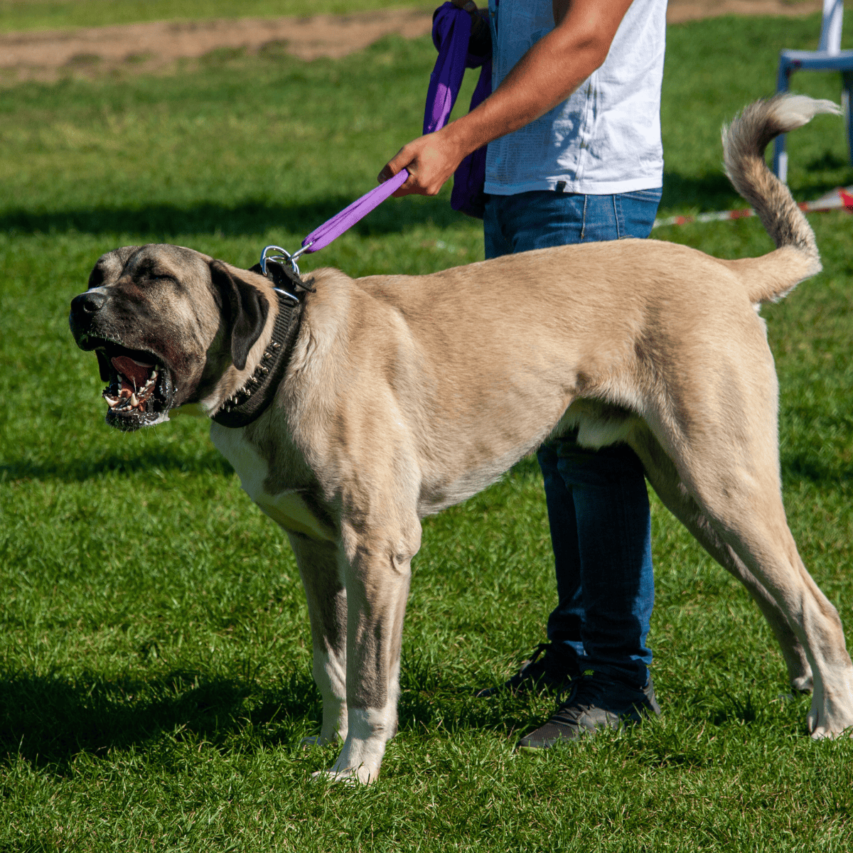 Temperament & Intelligence Of The Anatolian Shepherd Dog