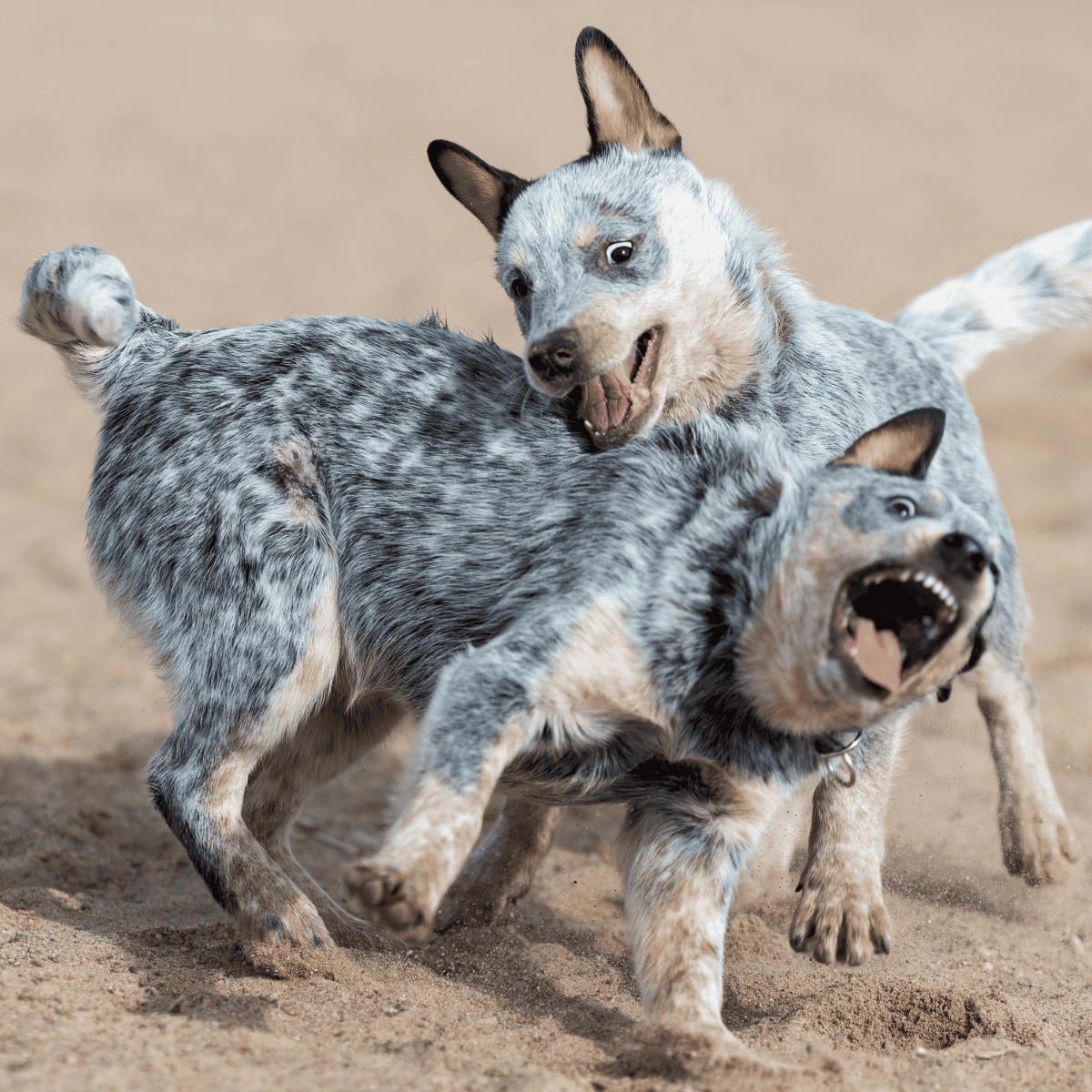 Temperament & Intelligence Of The Australian Cattle Dog