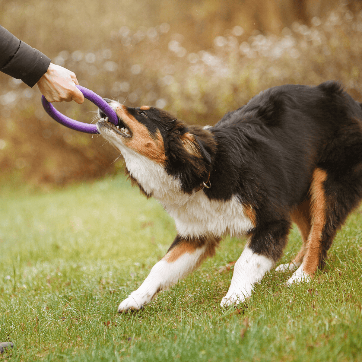 Temperament & Intelligence Of The Australian Shepherd Dog
