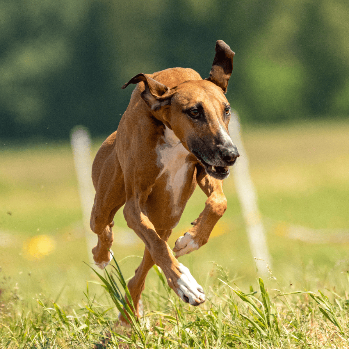 Adorable dog walking on the beach with ocean in background, perfect for pet beach trips.