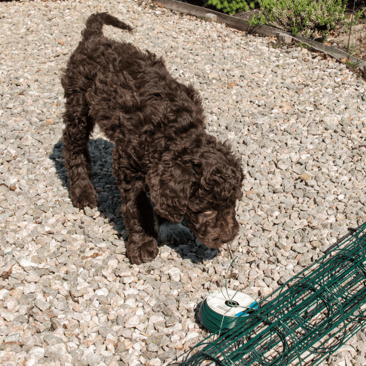 Cute Labradoodle with curly coat, resting dog, professional pet photography.
