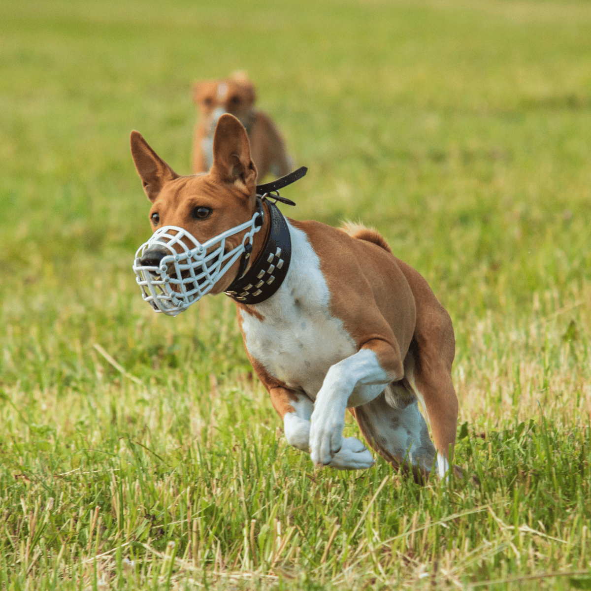 Dog wearing a muzzle running outdoors for agility training or sport.