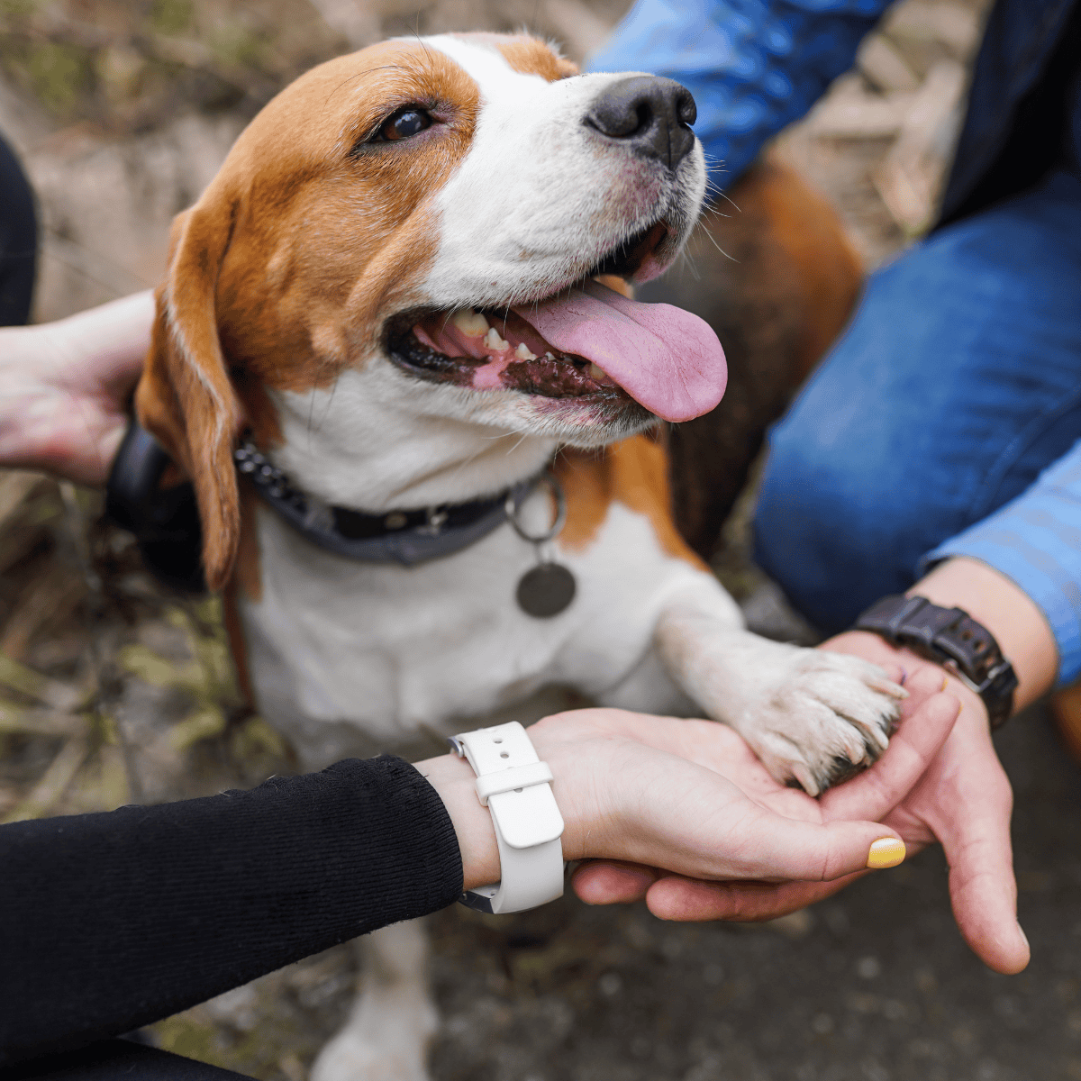 Adorable Beagle dog with floppy ears and happy expression.