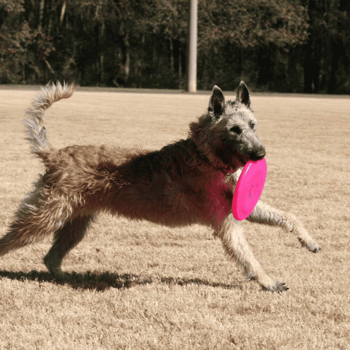 Temperament & Intelligence Of The Belgian Laekenois