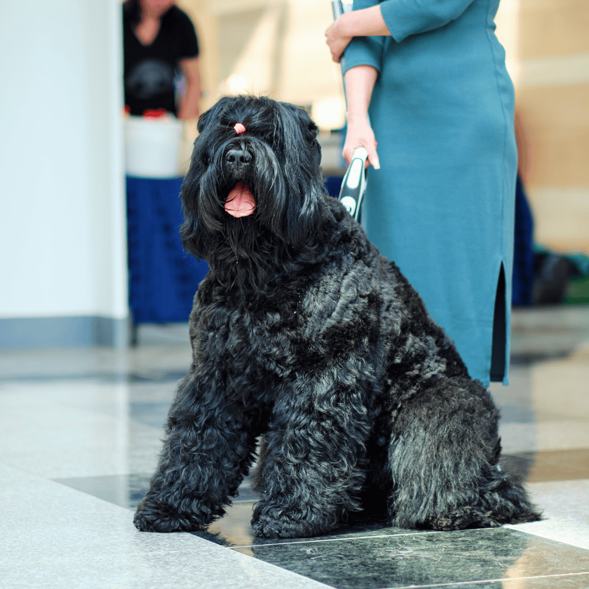 Temperament & Intelligence Of The Black Russian Terrier