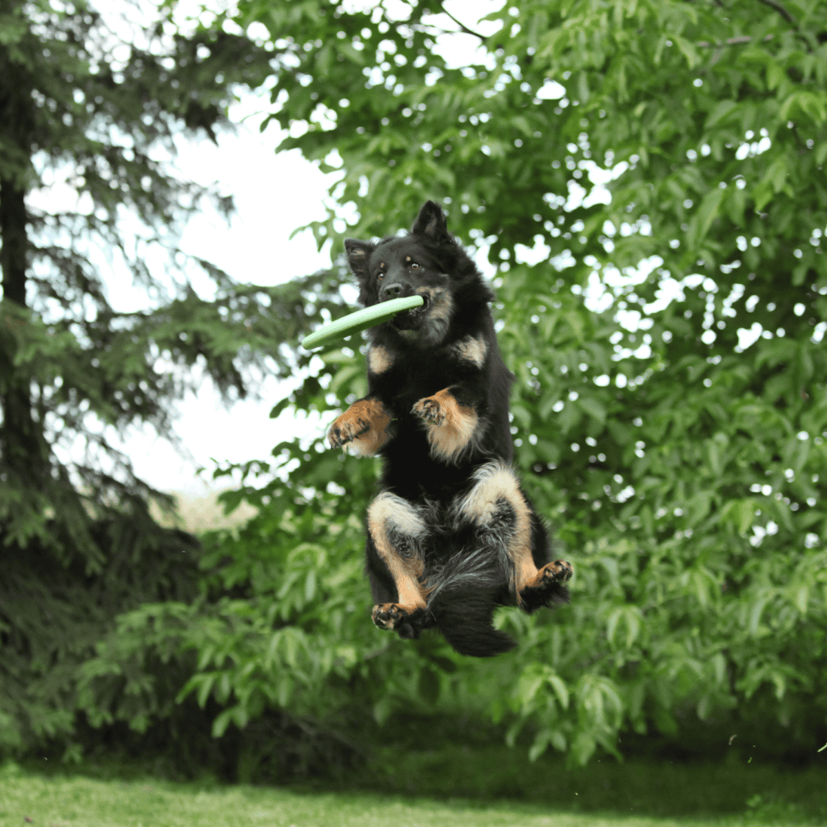 Adorable and friendly black and tan mixed breed dog with striking eyes, sitting outdoors on a grassy background.