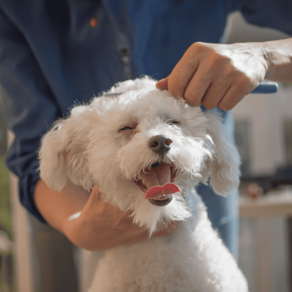 Temperament & Intelligence Of The Bolognese