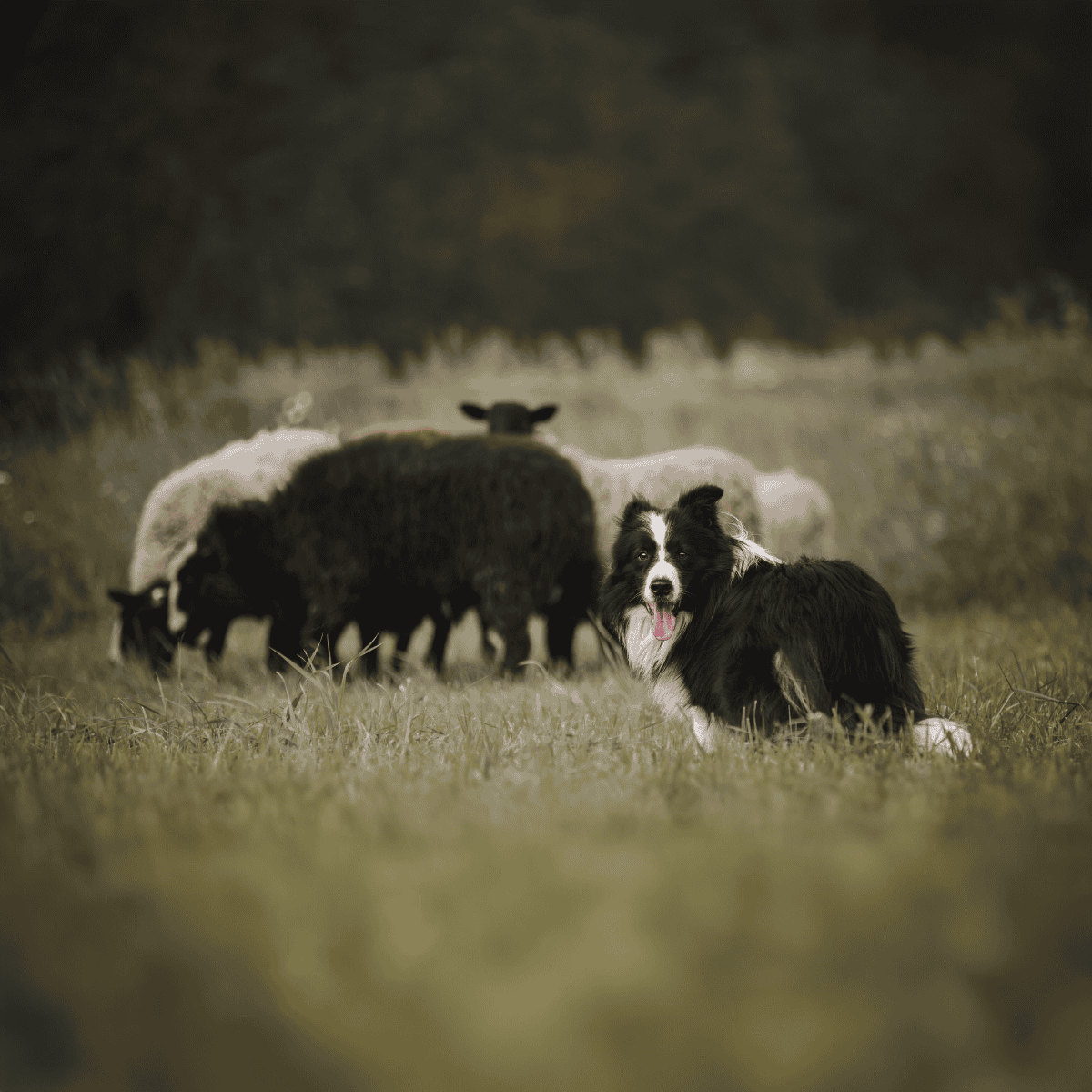Close-up of a Border Collie with sheep on a farm, showcasing herding dogs in action.